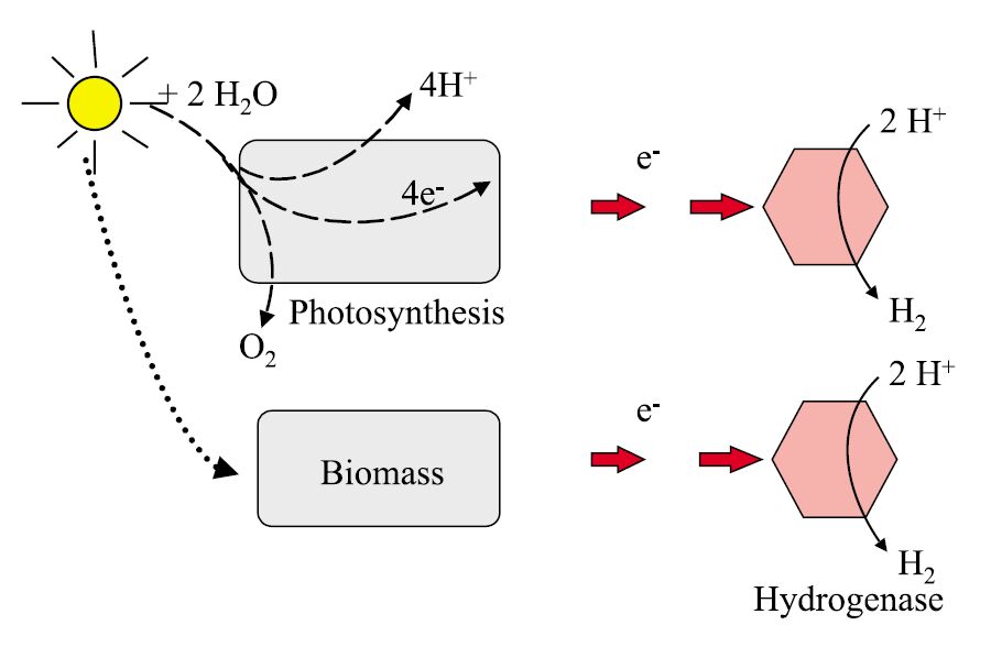 Fig1